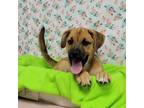 Adopt Moe a Brown/Chocolate Boxer / Mixed dog in Garden, KS (39000823)