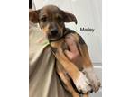 Adopt Marley a Tricolor (Tan/Brown & Black & White) Terrier (Unknown Type