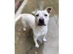 Adopt Jobe a White American Pit Bull Terrier / Mixed dog in Reidsville