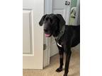 Adopt Princess a Great Dane dog in Windsor, CO (39015826)