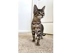 Adopt Chai a Brown Tabby Domestic Shorthair / Mixed (short coat) cat in Fort