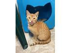 Adopt Javier a Orange or Red Domestic Shorthair / Domestic Shorthair / Mixed cat
