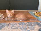 Adopt Clay a Orange or Red Domestic Shorthair / Domestic Shorthair / Mixed cat