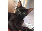 Adopt Venus a All Black Domestic Shorthair / Mixed (short coat) cat in Phoenix