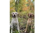 Adopt Juda and Naphtali a Tan/Yellow/Fawn Labrador Retriever / Labrador