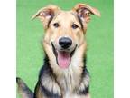 Adopt Sheila a Black - with Tan, Yellow or Fawn German Shepherd Dog / Mixed dog