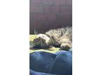 Adopt Mia a Gray or Blue (Mostly) Domestic Shorthair / Mixed (short coat) cat in