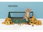 Adopt Sebastian a Orange or Red Domestic Shorthair / Domestic Shorthair / Mixed