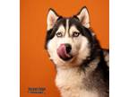 Adopt Finn a Gray/Blue/Silver/Salt & Pepper Alaskan Malamute / Mixed dog in
