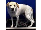 Adopt Rico a White Labrador Retriever / Mixed dog in Jackson, MI (39074725)