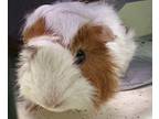 Adopt Paprika a Guinea Pig small animal in Brooklyn, NY (39074667)