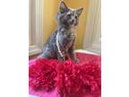 Adopt Cyllia a Domestic Mediumhair (long coat) cat in Jackson, GA (39006557)