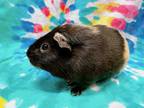 Adopt Flash a Guinea Pig small animal in New York, NY (38935998)