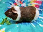 Adopt Speedy a Guinea Pig small animal in New York, NY (38935996)