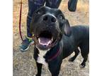 Adopt Paisley a Black American Pit Bull Terrier / Mixed dog in Bryan