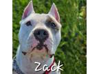 Adopt Zack a White American Staffordshire Terrier / Mixed dog in Port St Lucie
