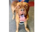 Adopt Angus a Red/Golden/Orange/Chestnut Dogue de Bordeaux / Mixed dog in Mead