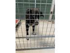 Adopt Ana a Black Labrador Retriever / Mixed dog in Cleveland, GA (39074591)