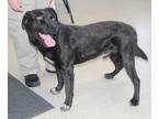 Adopt Oreo a Black Labrador Retriever / Mixed dog in Cleveland, GA (39074590)