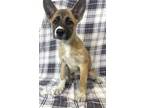Adopt Crumbelina a Tan/Yellow/Fawn German Shepherd Dog / Mixed dog in Morton