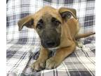 Adopt Ralph a Tan/Yellow/Fawn German Shepherd Dog / Mixed dog in Morton Grove