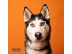 Adopt Cassie a White Husky / Mixed dog in Kokomo, IN (39074557)