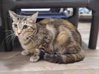Adopt Rose a Domestic Shorthair (short coat) cat in Parlier, CA (39072160)