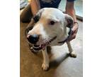 Adopt Mamacita a Anatolian Shepherd / Mixed dog in Cleveland, TN (39074394)