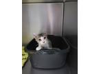 Adopt Sage a White Domestic Shorthair / Domestic Shorthair / Mixed cat in