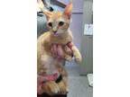 Adopt Shaun a Orange or Red Domestic Shorthair / Domestic Shorthair / Mixed cat