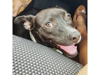 Adopt Noto a Black Mixed Breed (Medium) / Mixed dog in Sanford, FL (39043554)