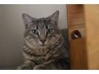 Adopt Rocky(Shy) a Gray or Blue Domestic Shorthair / Domestic Shorthair / Mixed