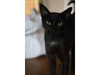 Adopt Betty Sue a All Black Domestic Shorthair / Domestic Shorthair / Mixed cat