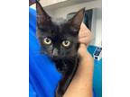 Adopt Ezzie a All Black Domestic Shorthair / Domestic Shorthair / Mixed cat in