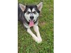 Adopt Echo a Black - with White Alaskan Malamute / Mixed dog in Madison