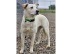 Adopt Lucy a White Shepherd (Unknown Type) / Mixed dog in Pequot Lakes