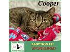 Adopt Cooper a Gray, Blue or Silver Tabby Domestic Shorthair / Mixed (short