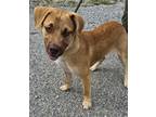 Adopt Chuck Norris a Tan/Yellow/Fawn Labrador Retriever / Mixed dog in Pickens