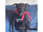 Adopt Fern a Black Beagle / Labrador Retriever / Mixed dog in Brattleboro