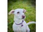 Adopt Blanca a White Labrador Retriever dog in Toronto, ON (38961170)