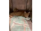 Adopt Simba a Orange or Red Domestic Shorthair / Domestic Shorthair / Mixed cat