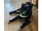 Adopt Ace a Black - with White Sheltie, Shetland Sheepdog / Mixed dog in