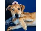 Adopt Banksy a Tan/Yellow/Fawn Hound (Unknown Type) / Mixed dog in Wilmington