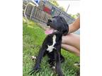 Adopt Rousey a Labrador Retriever / Mixed dog in new london, WI (39073642)