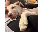Adopt Roxy a Labrador Retriever / Mixed dog in new london, WI (39073640)