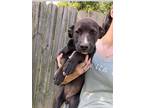 Adopt Pearl a Black - with White Labrador Retriever / Mixed dog in new london