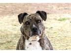 Adopt FERGIE a Brindle - with White Pit Bull Terrier / Mixed dog in Scottsdale