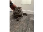 Adopt Gabriella a Domestic Longhair / Mixed (short coat) cat in Addison