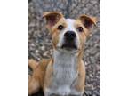 Adopt Adele a Tan/Yellow/Fawn Mixed Breed (Large) / Mixed dog in Pequot Lakes