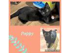 Adopt Poppy a All Black Domestic Shorthair (short coat) cat in Manahawkin